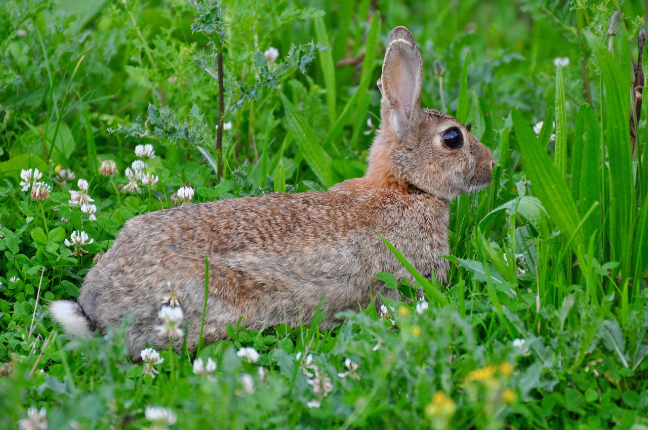 Image - hare rabbit fur animal nager