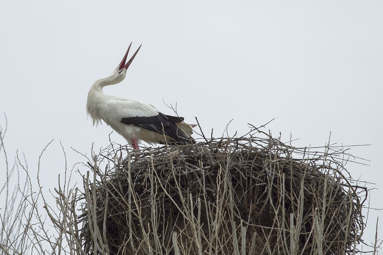 Image - stork rattle stork bird white stork