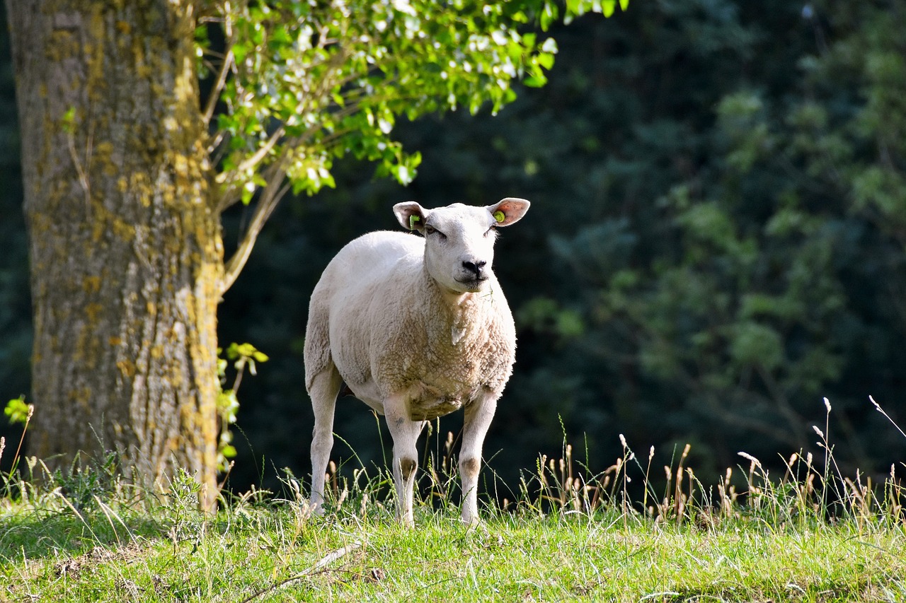 Image - sheep animal netherlands zealand