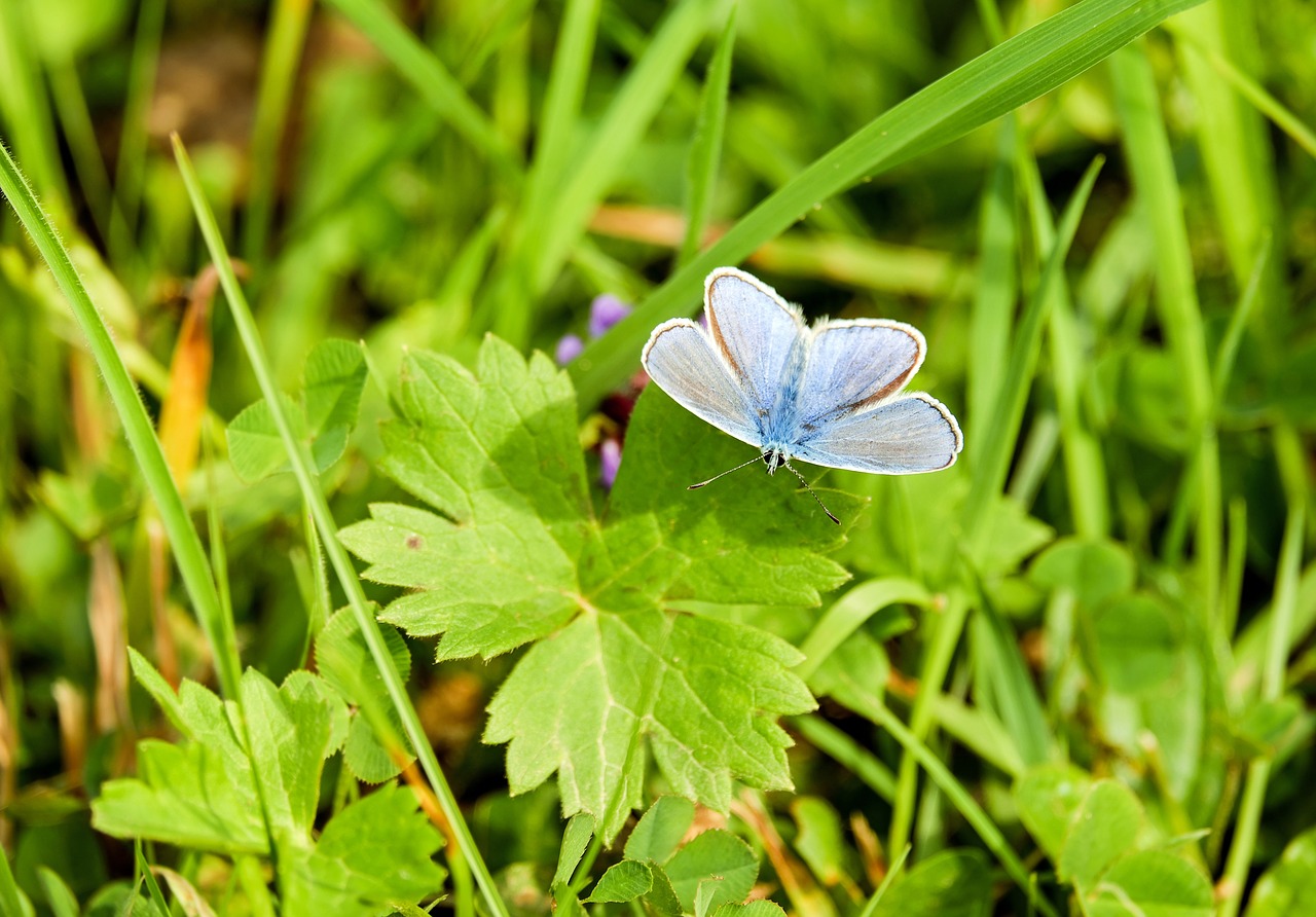 Image - butterfly common blue