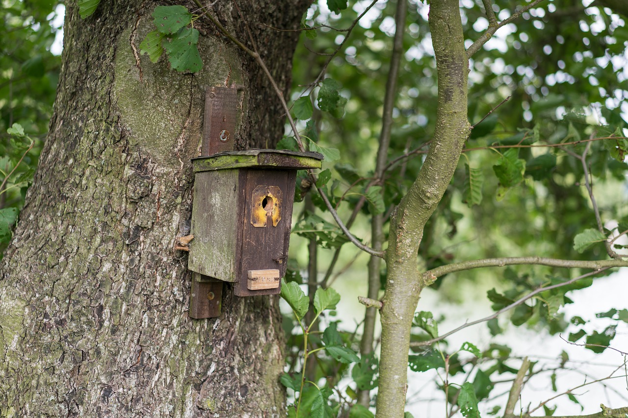 Image - aviary forest tree nature shelter