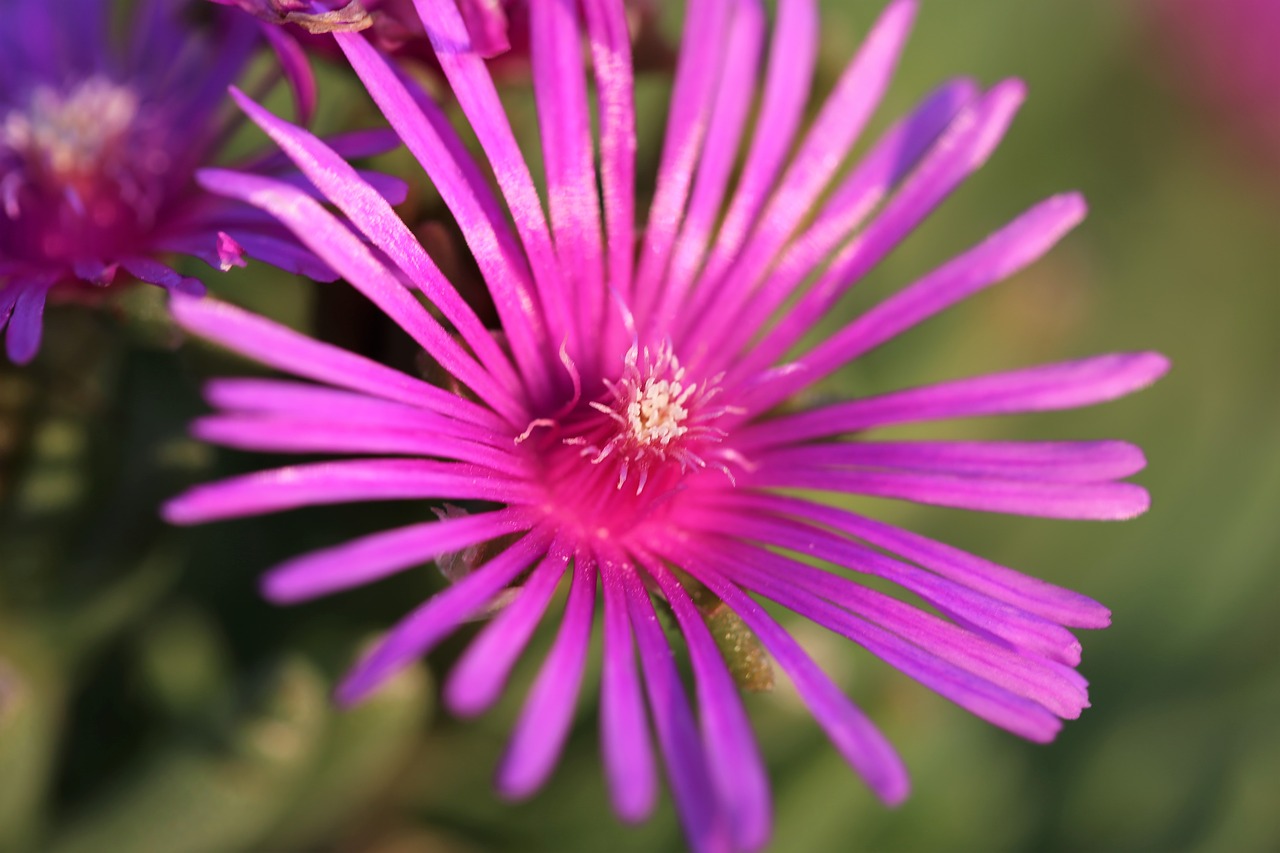 Image - aster novae angliae rose summer