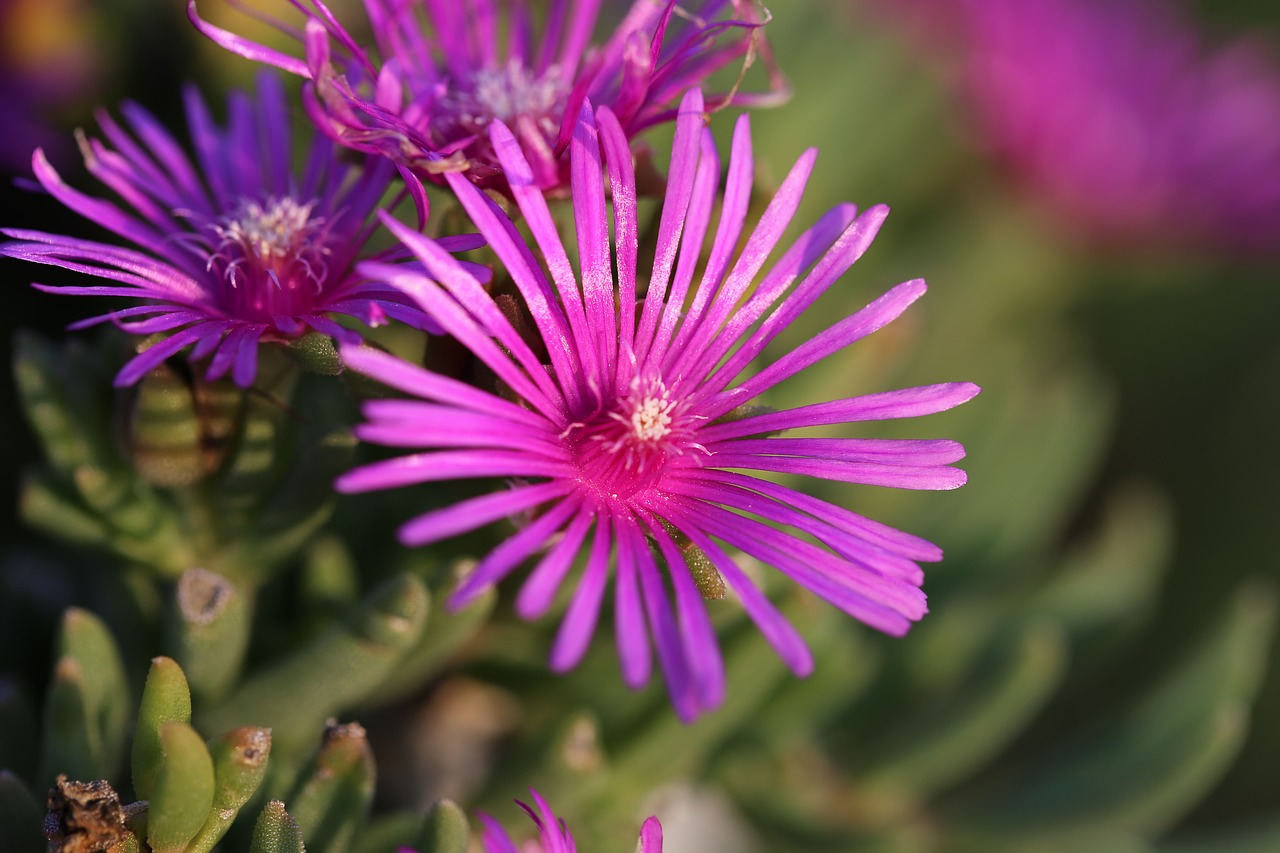 Image - aster novae angliae rose summer