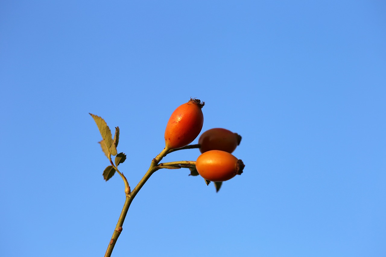 Image - dog rose red plant herbal natural