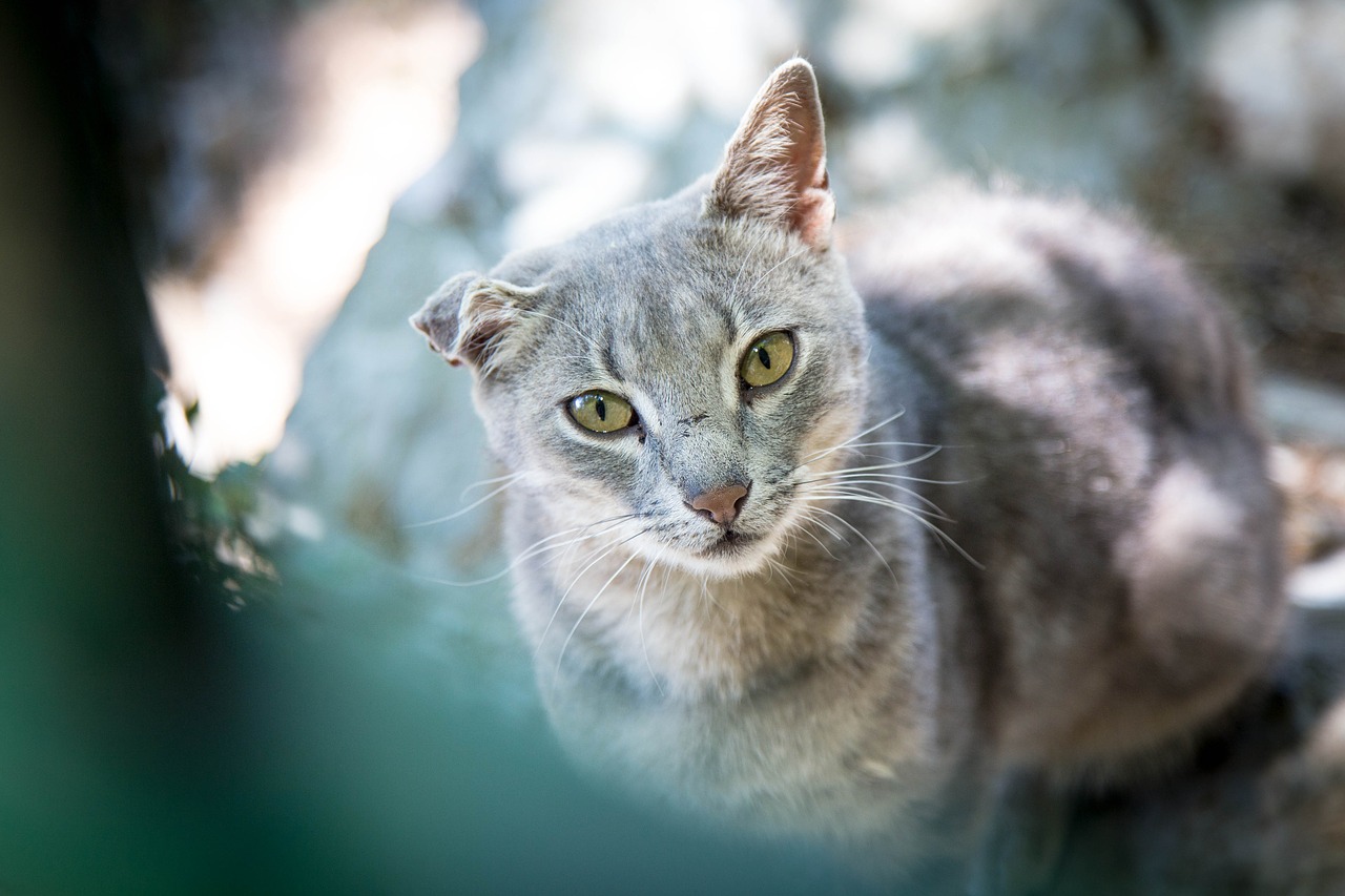 Image - cat alley cat strays pet