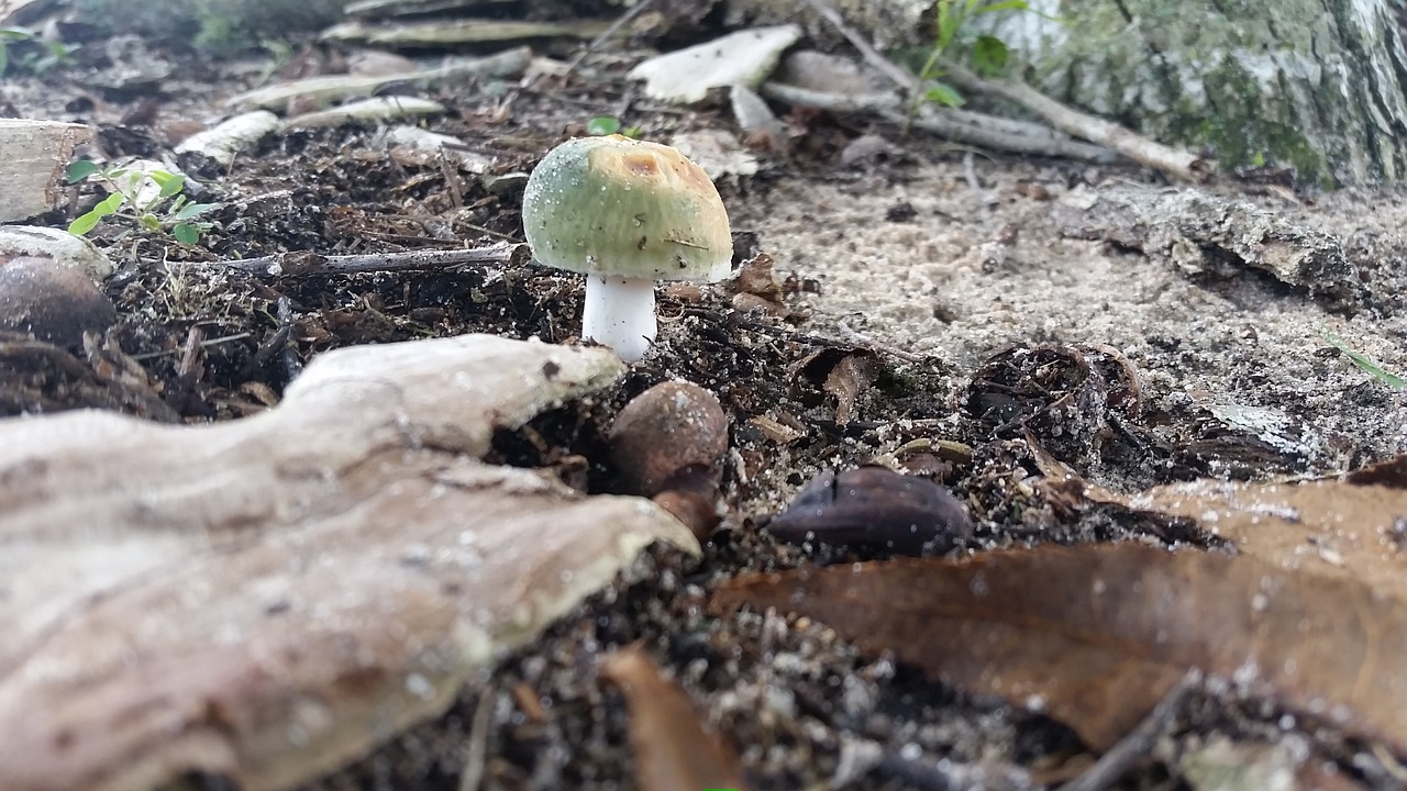 Image - mushroom forest rocks nature