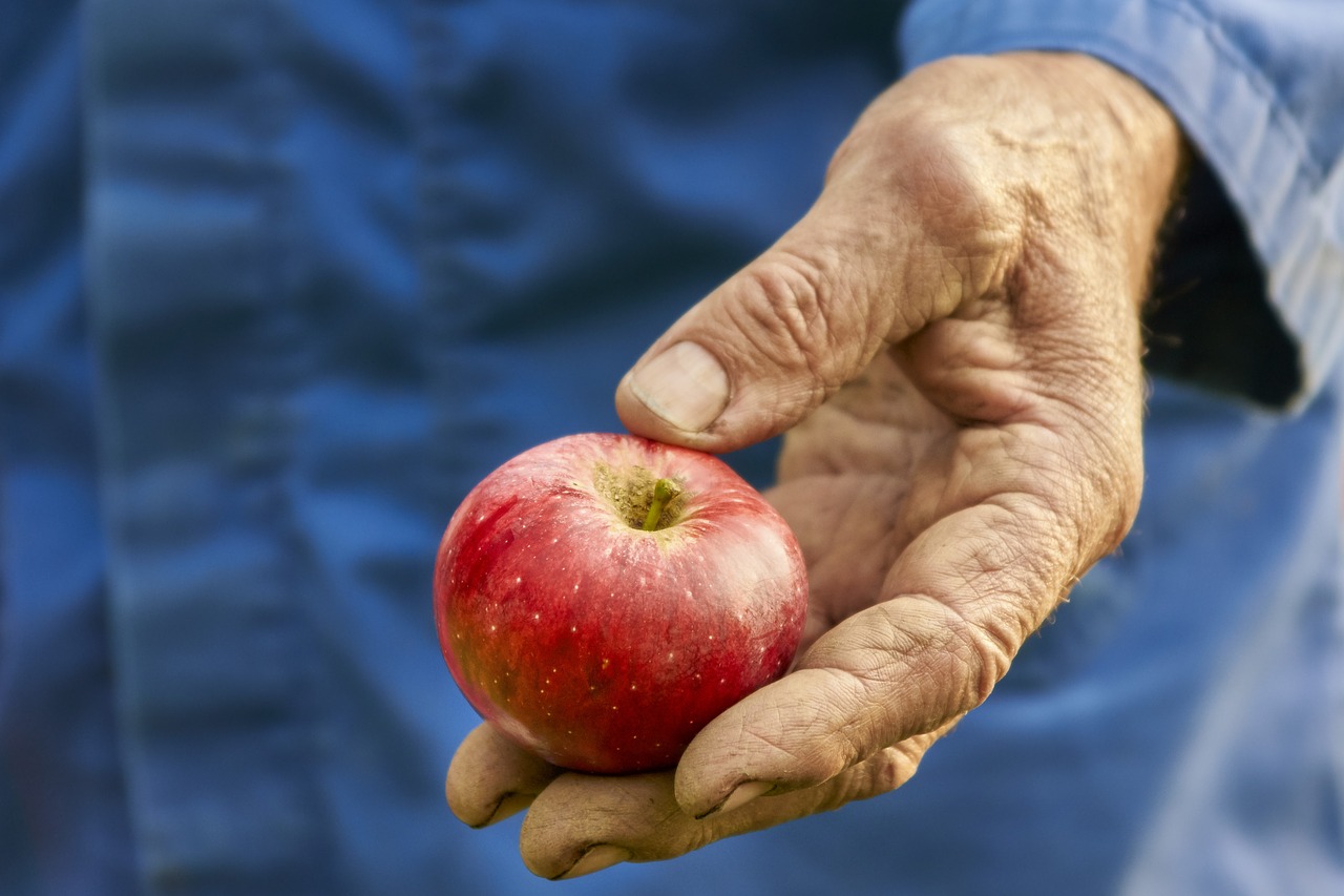 Image - harvest apple bauer autumn fruit