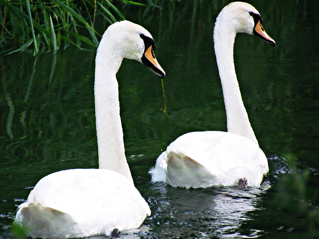 Image - swans pond river swan bird water