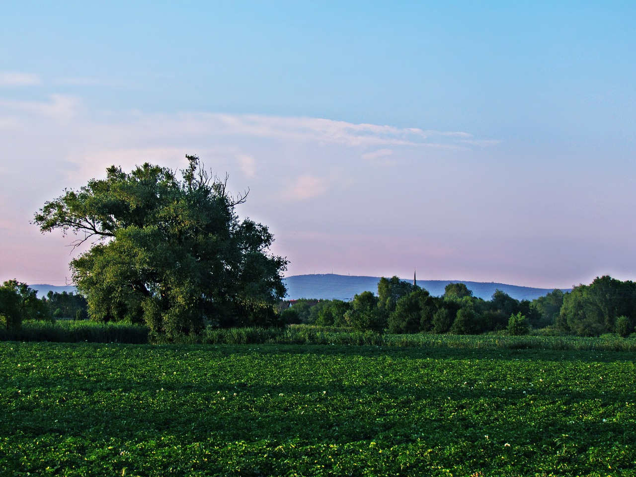 Image - field meadow tree spring evening