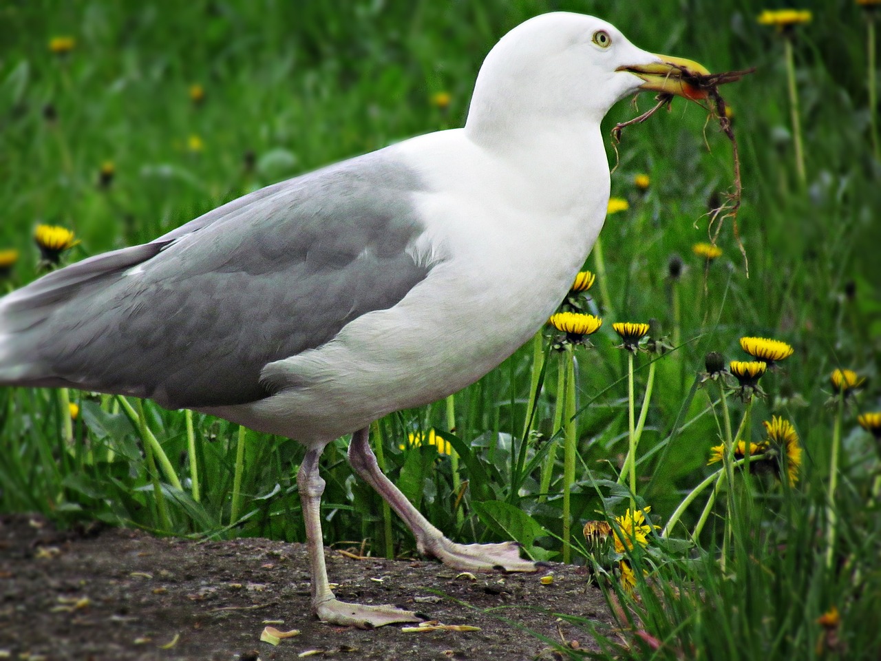 Image - seagull bird grass sea sea ​​birds