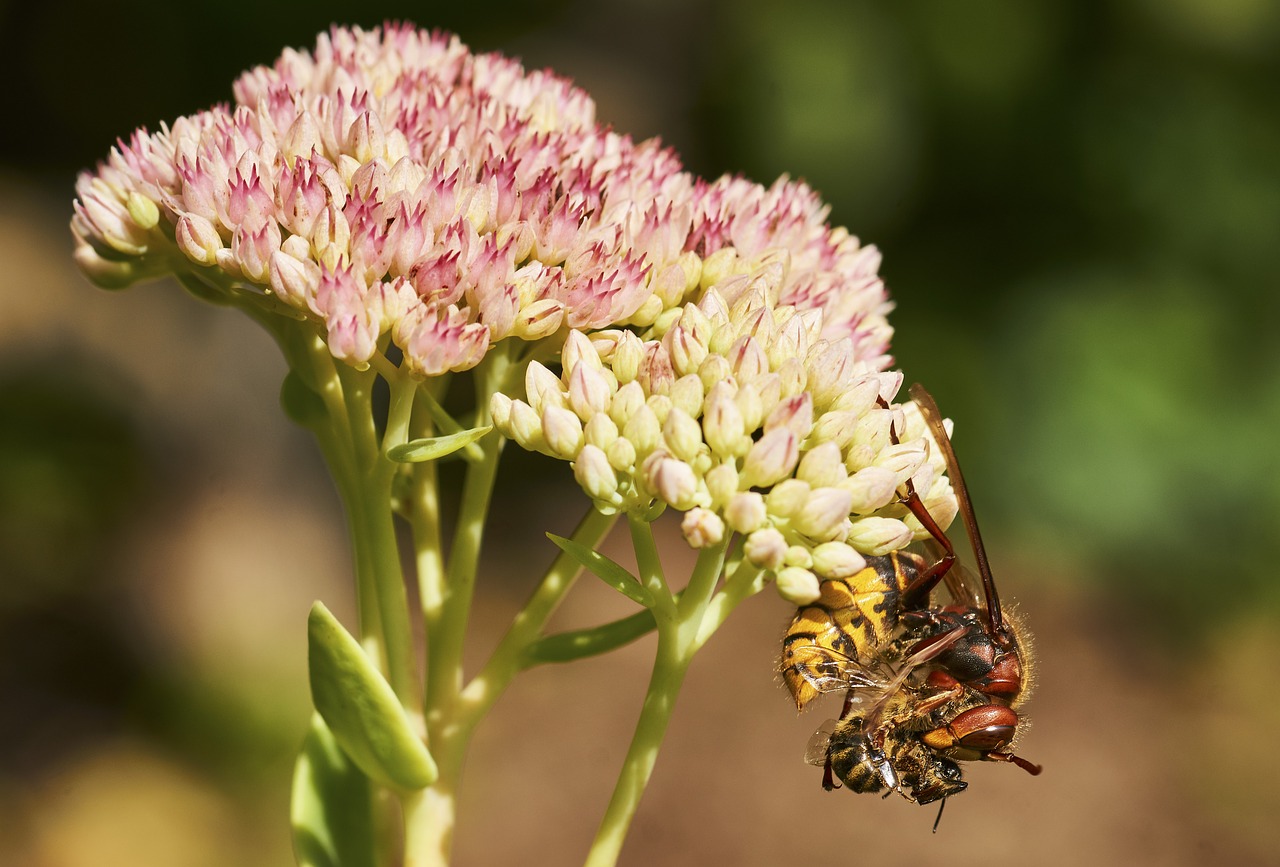 Image - death garden hornet wasp nature