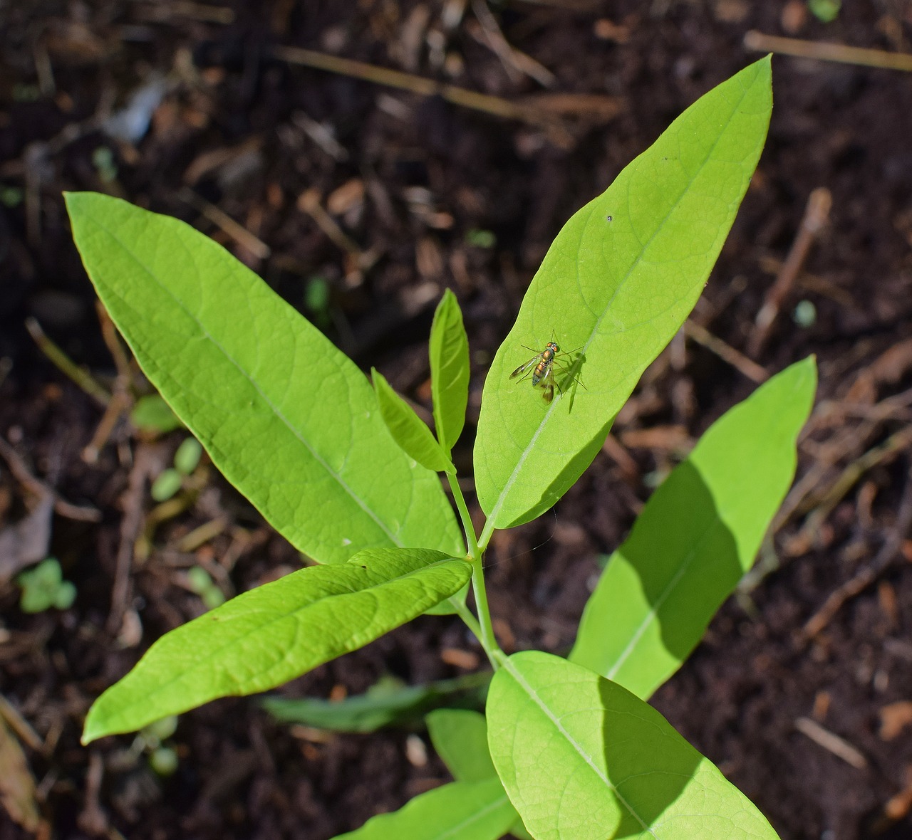 Image - yellow fly on milkweed fly