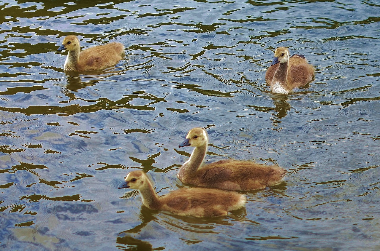 Image - duck animal bird wildlife wild