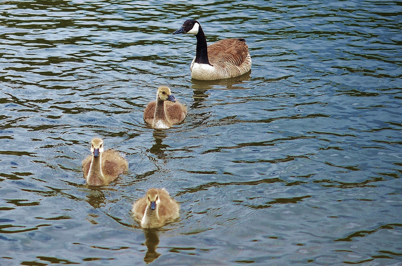 Image - duck animal bird wildlife wild