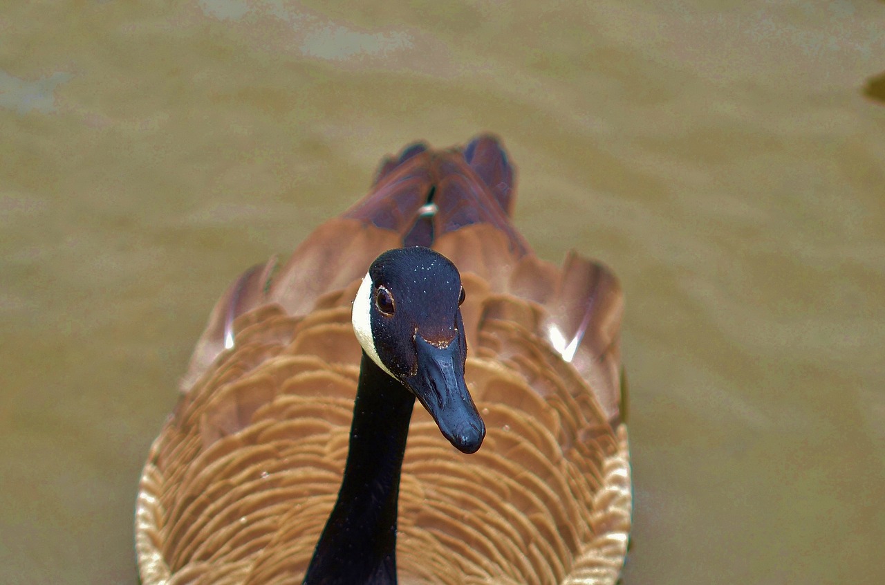 Image - duck animal bird wildlife wild