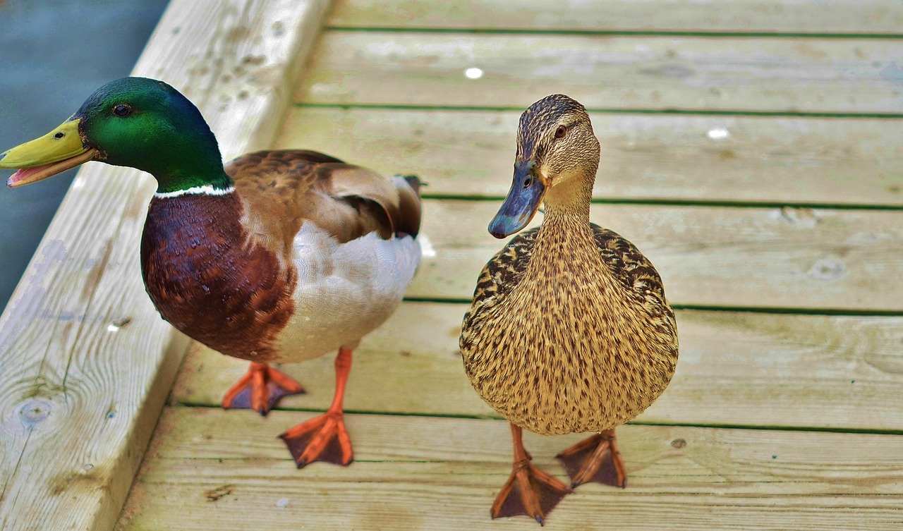 Image - duck animal bird wildlife wild