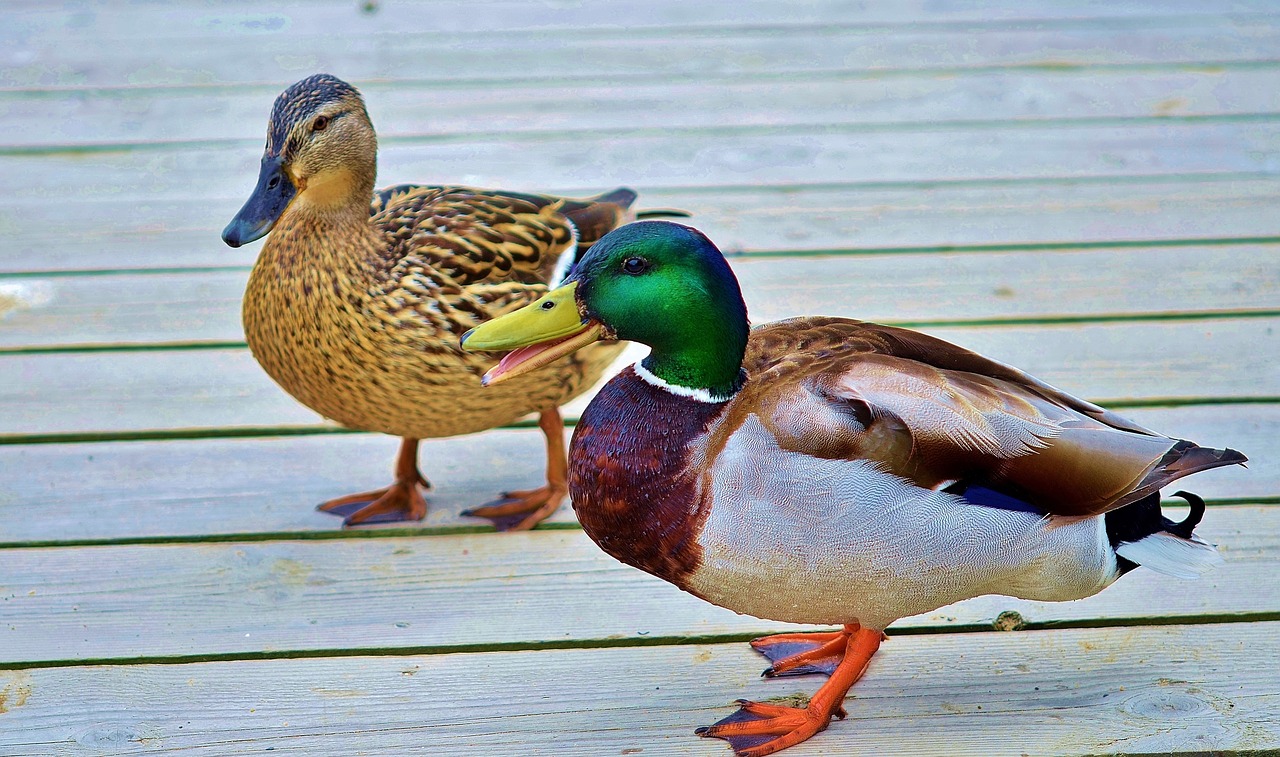 Image - duck animal bird wildlife wild