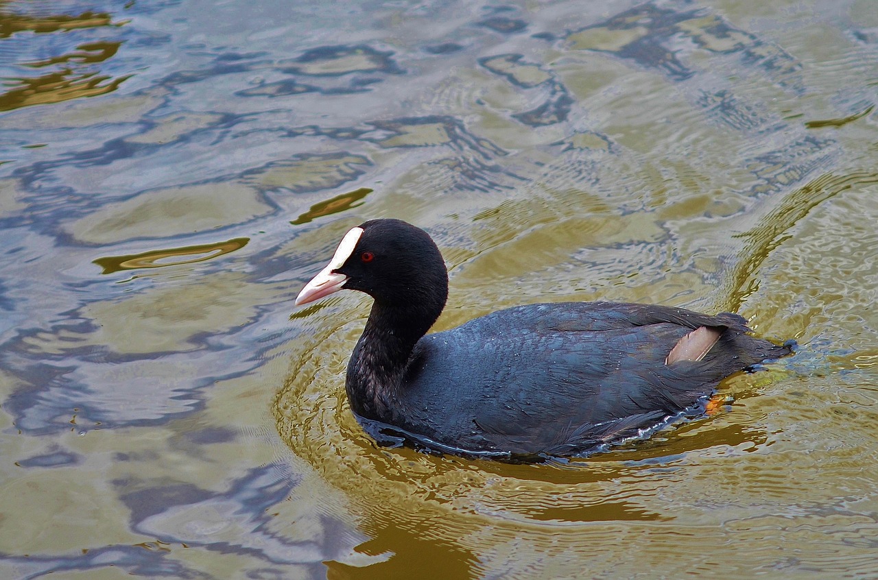 Image - animal bird wildlife wild farm