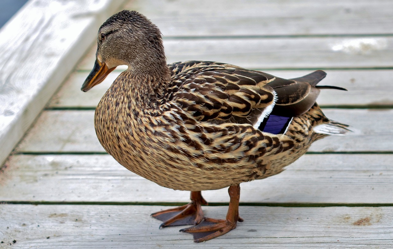 Image - duck animal bird wildlife wild