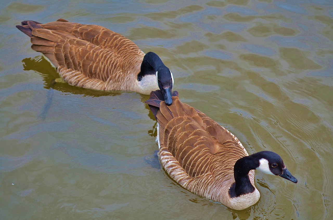 Image - duck animal bird wildlife wild
