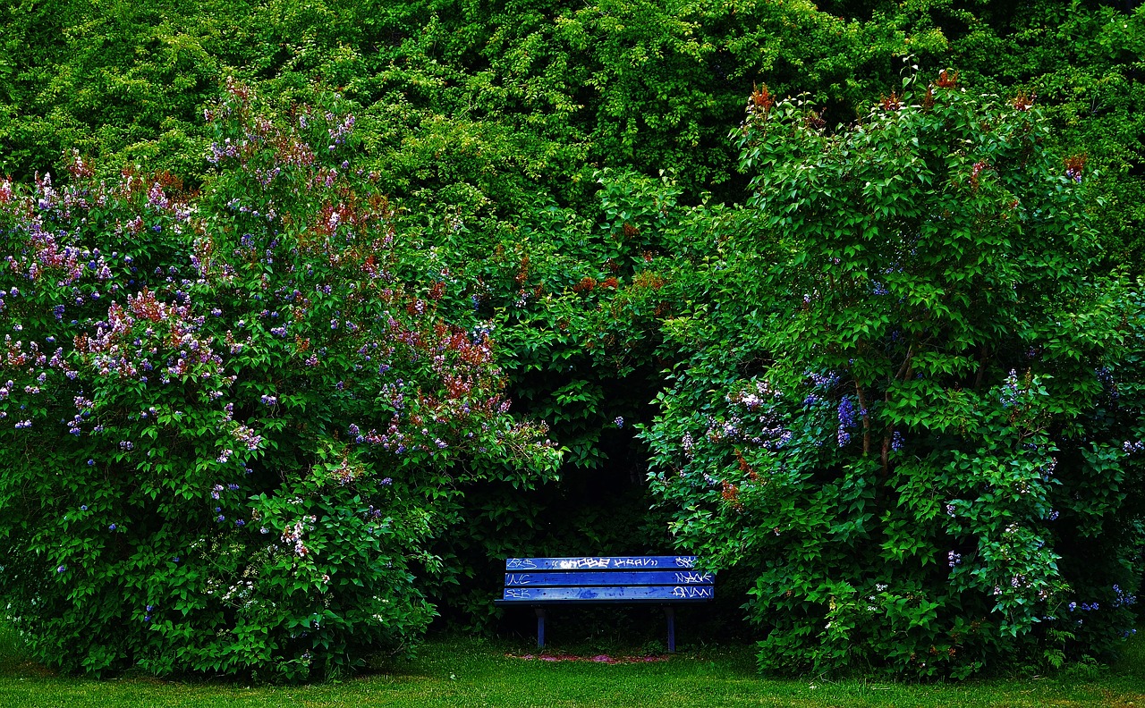 Image - park natur summer green tree