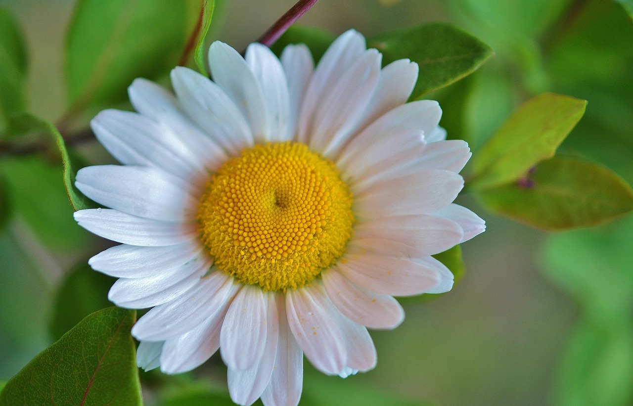 Image - daisy flower nature spring summer