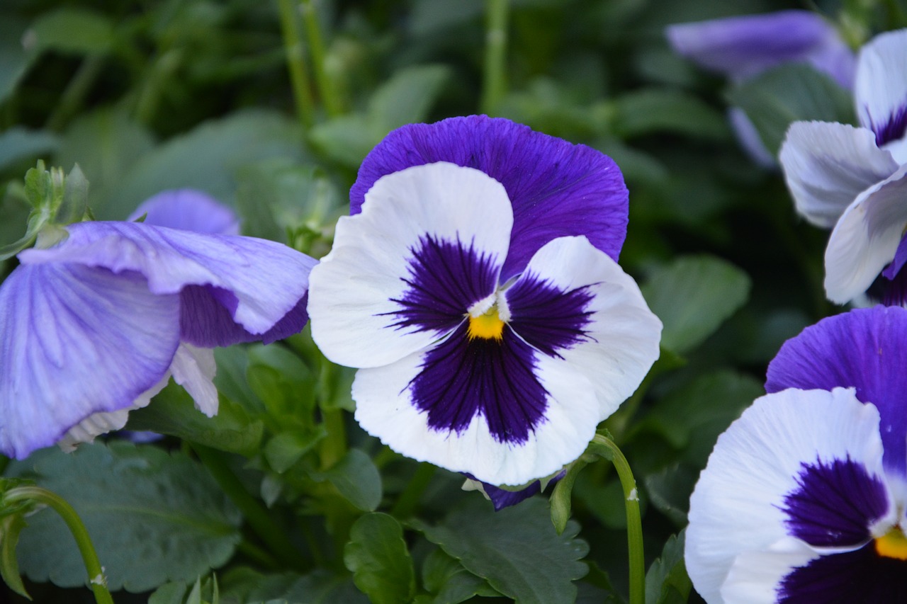 Image - flower flowers flowering