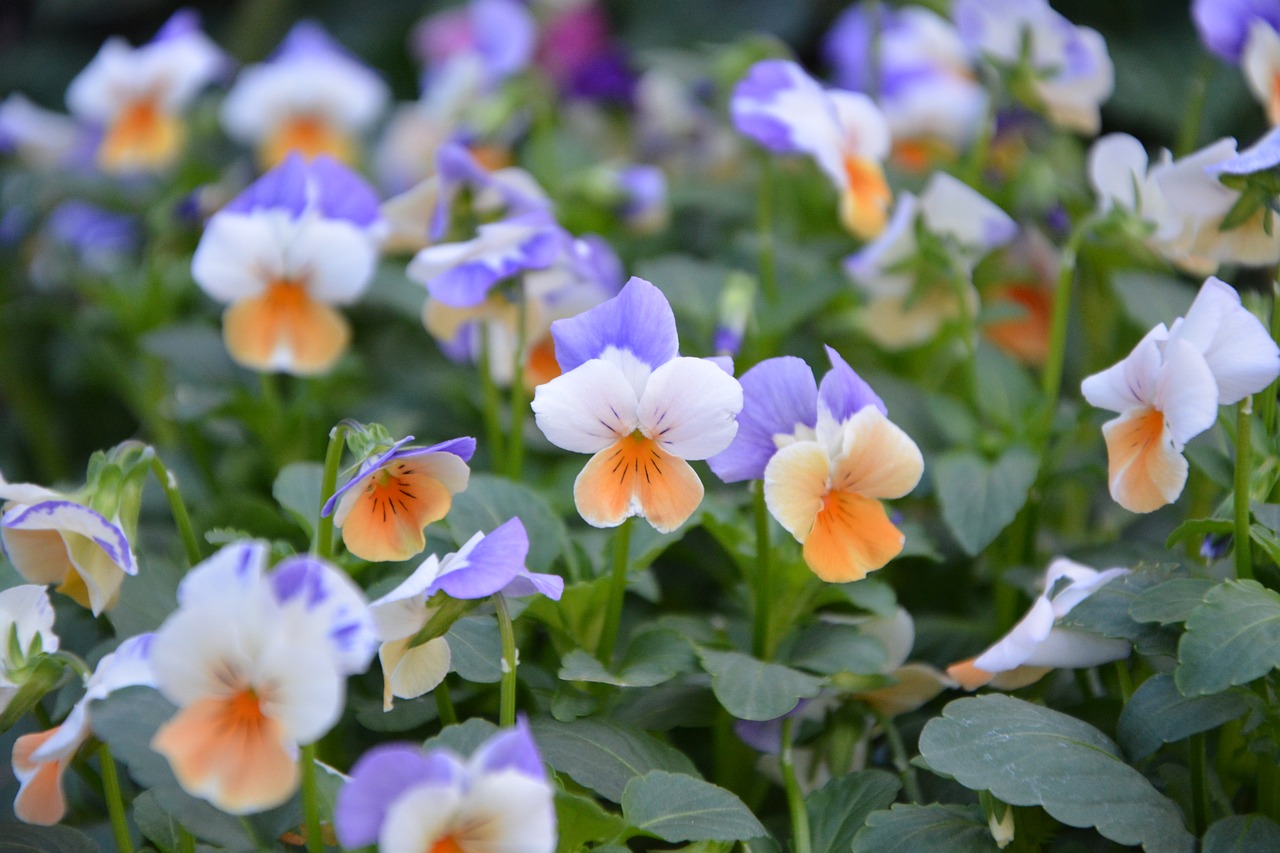 Image - flower flowers massif garden nature