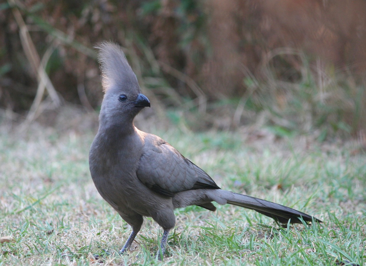 Image - animal bird grey lourie wildlife