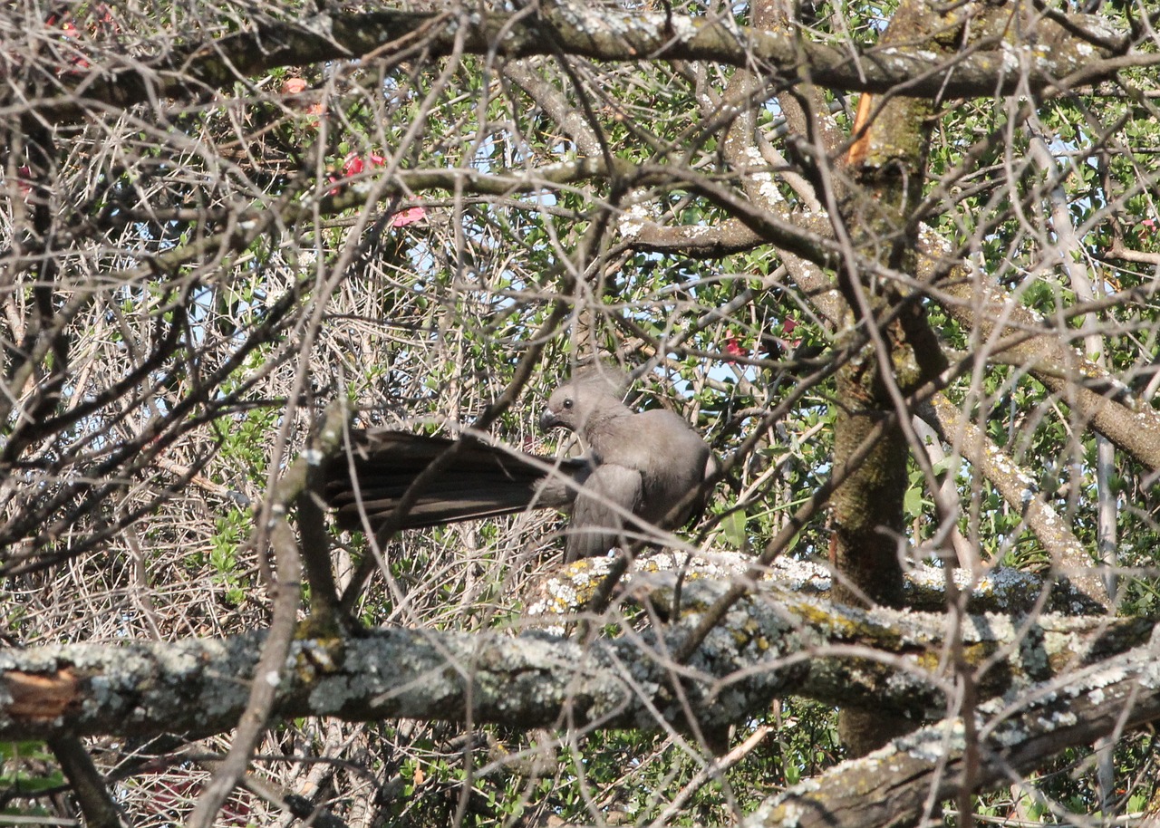 Image - animal bird grey lourie wildlife