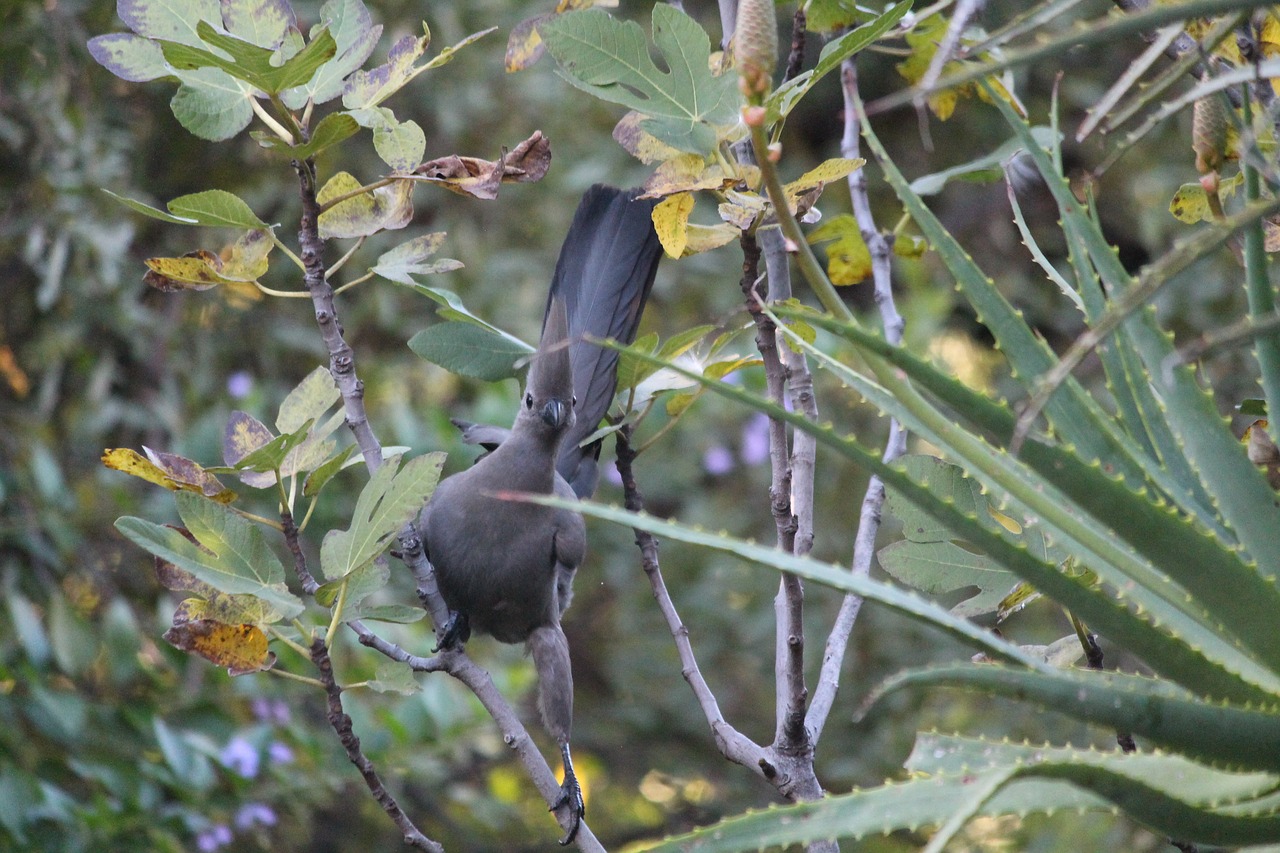 Image - animal bird grey lourie wildlife