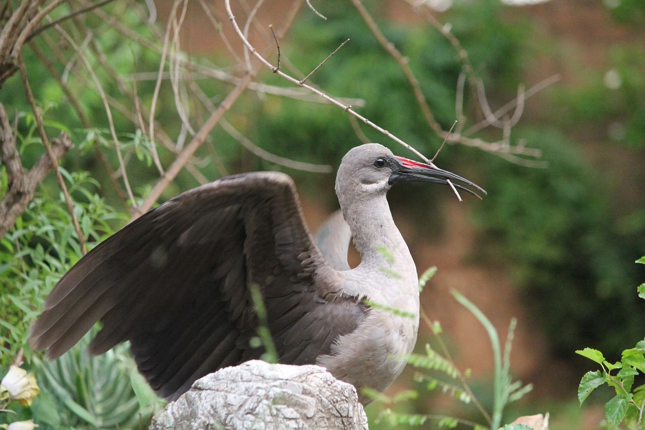 Image - animal bird hadada ibis