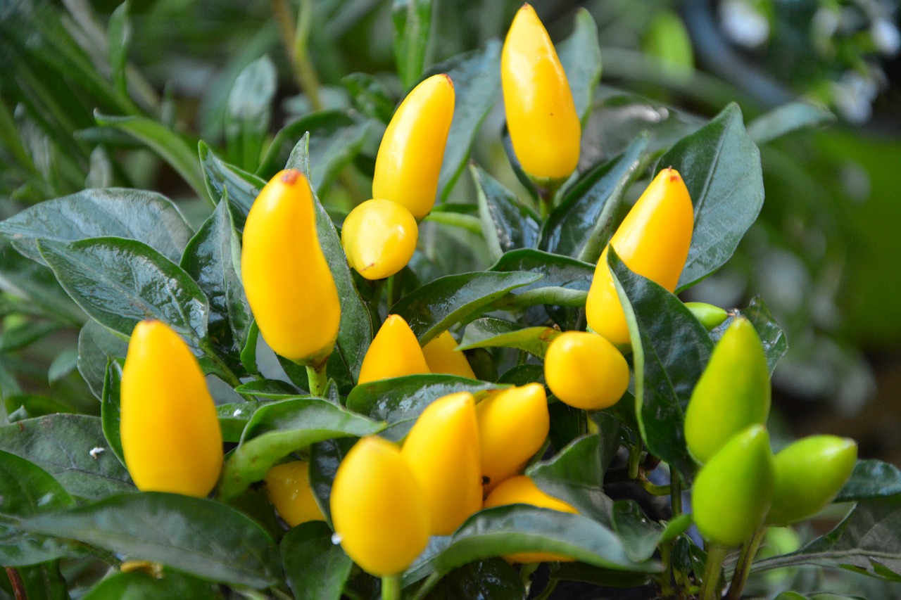 Image - plants plant peppers yellow