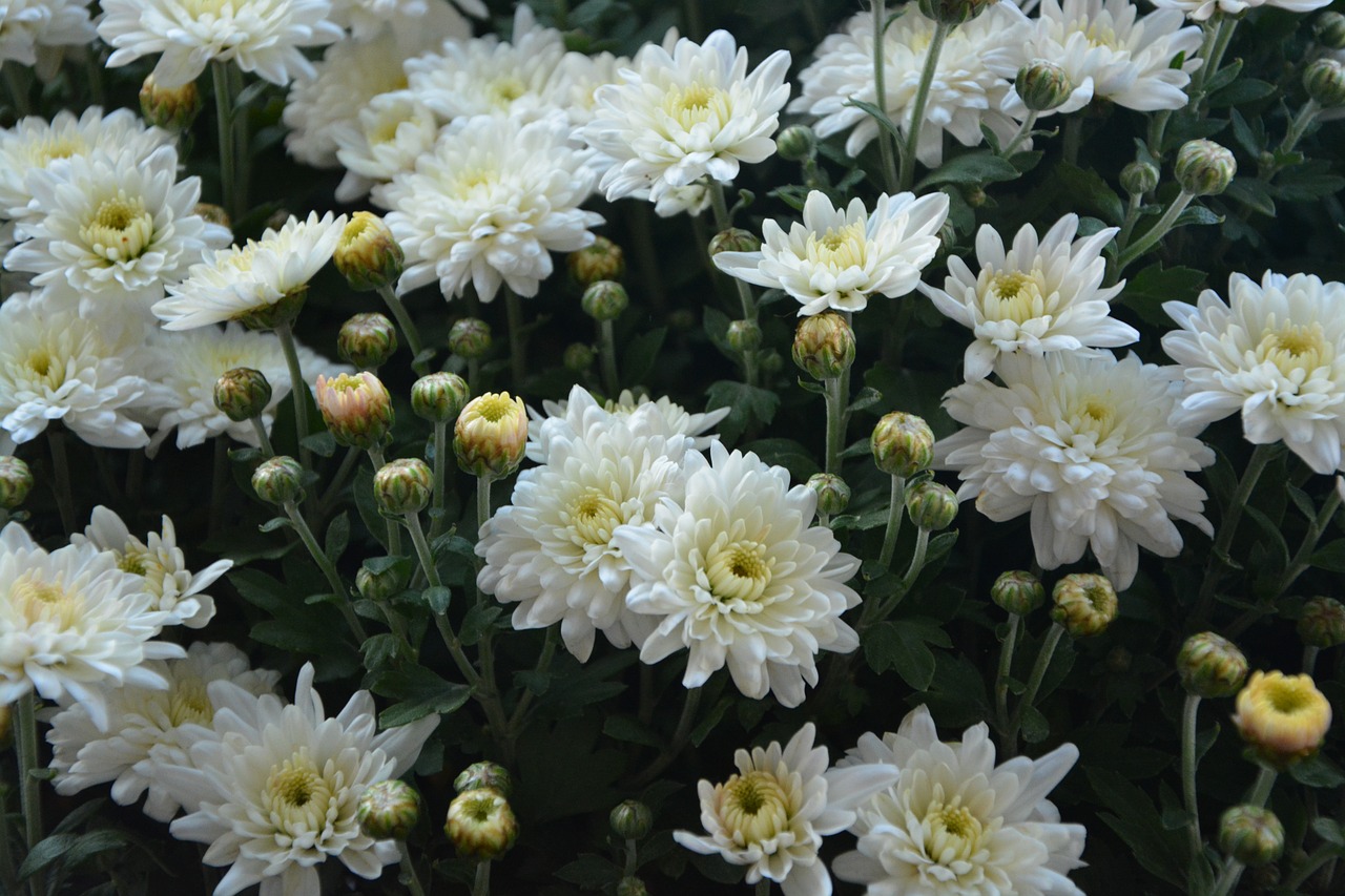 Image - flower flowers pompenettes white