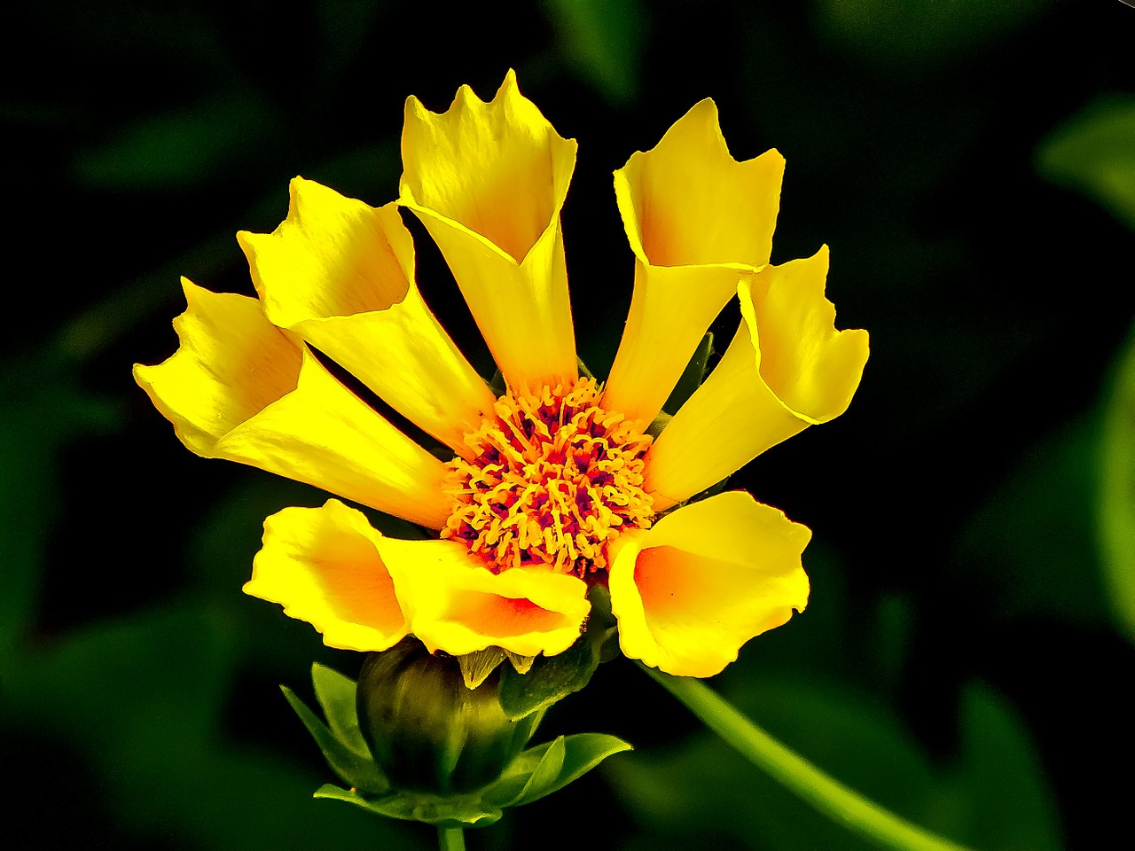 Image - yellow flower yellow flower