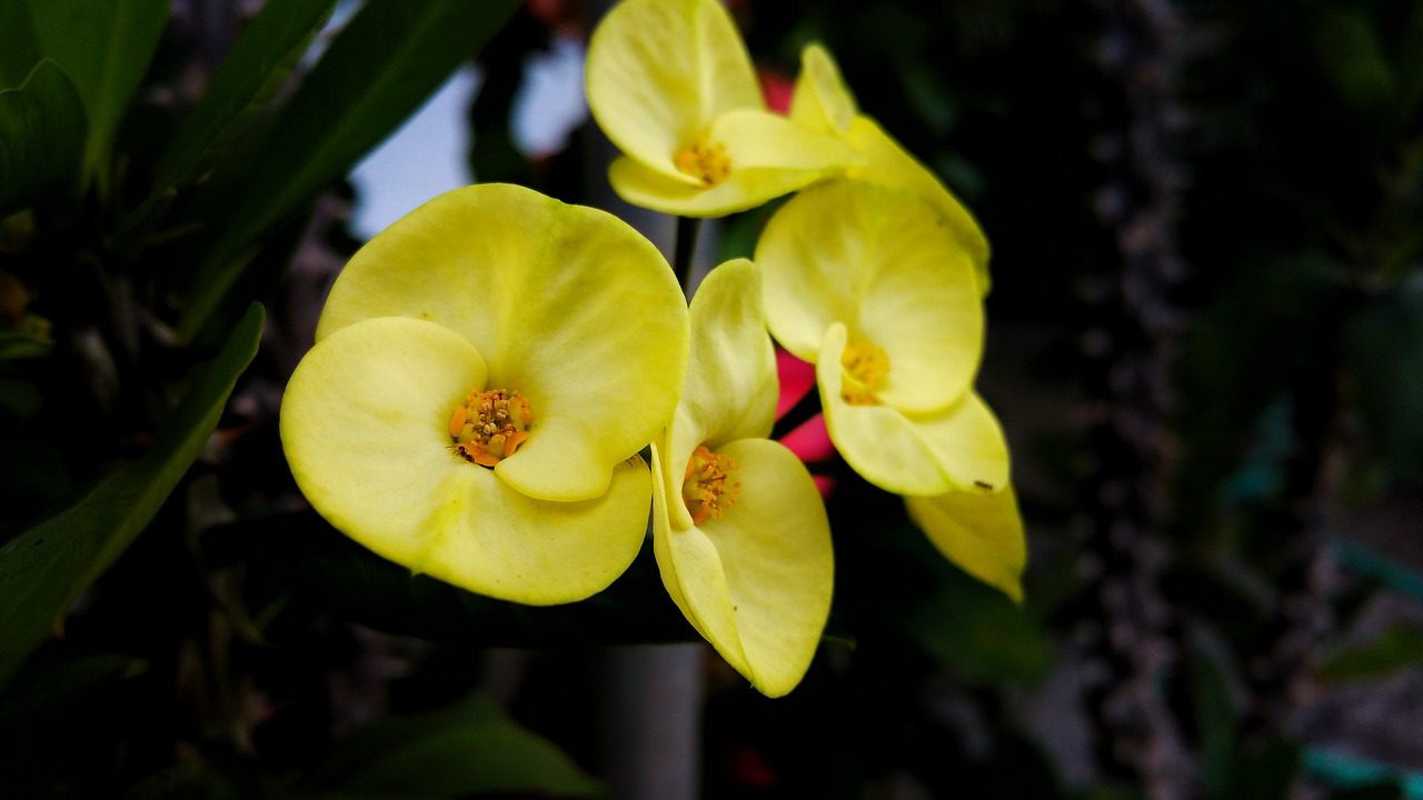 Image - flower yellow belize summer