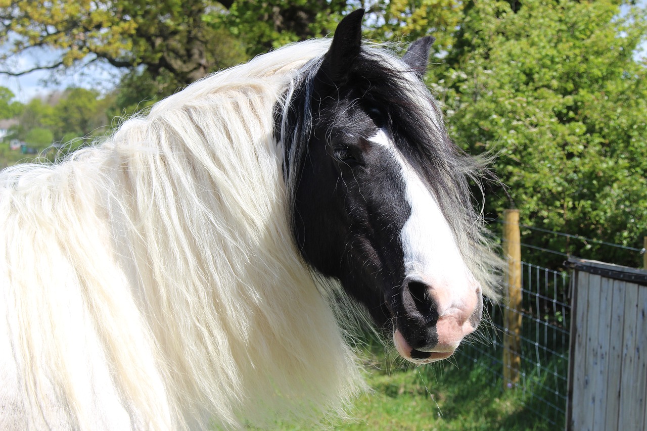 Image - shire horse otley show animal