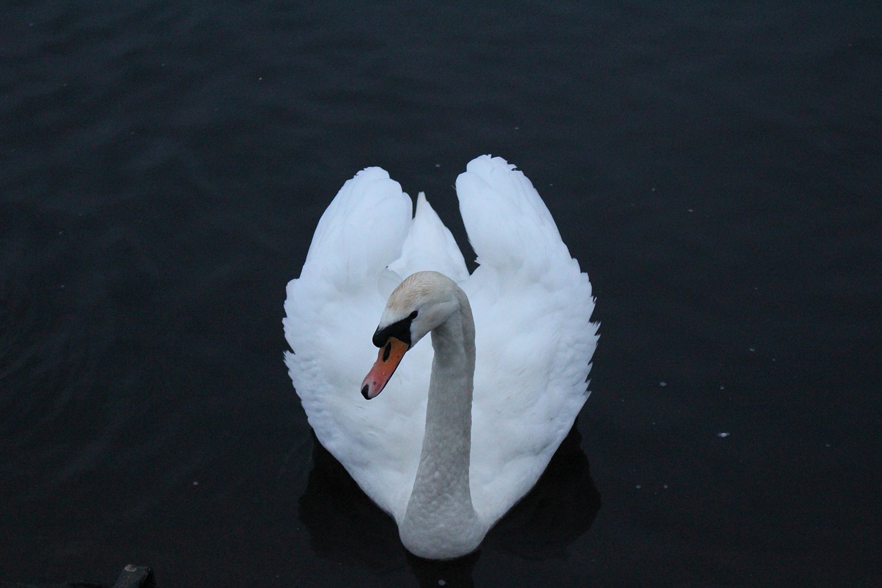 Image - swan otley river heart bird