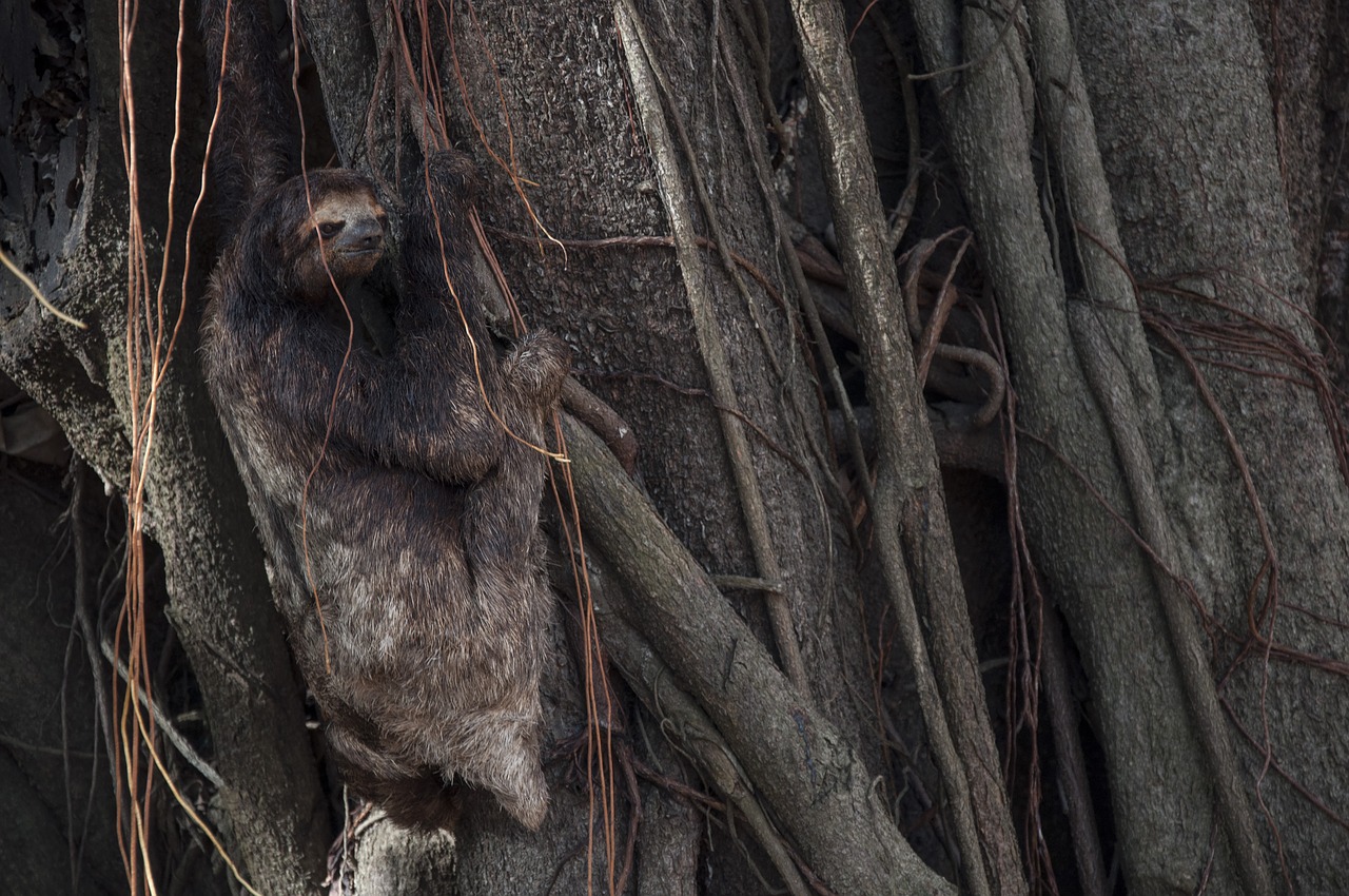 Image - lazy tree animal nature