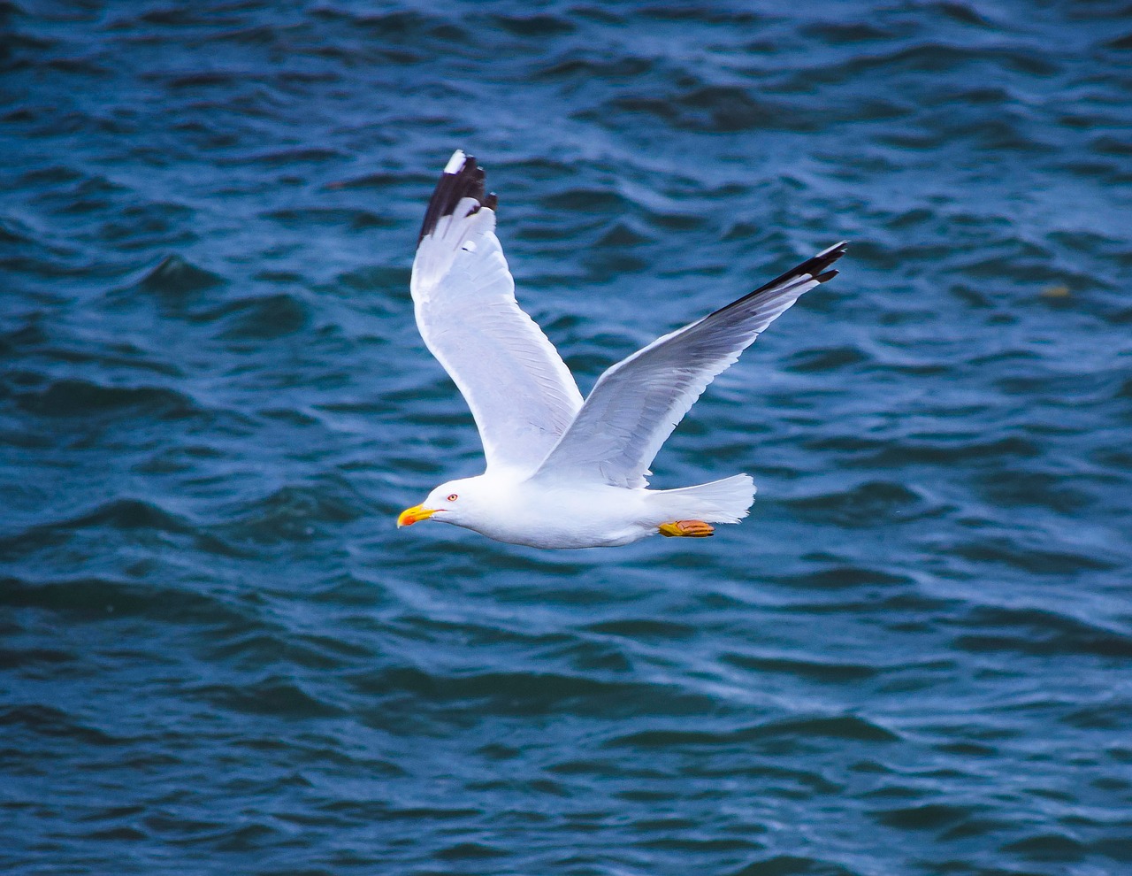 Image - seagull cantabria spain cantabrico