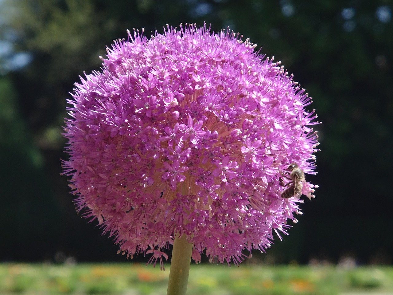 Image - flower france bee