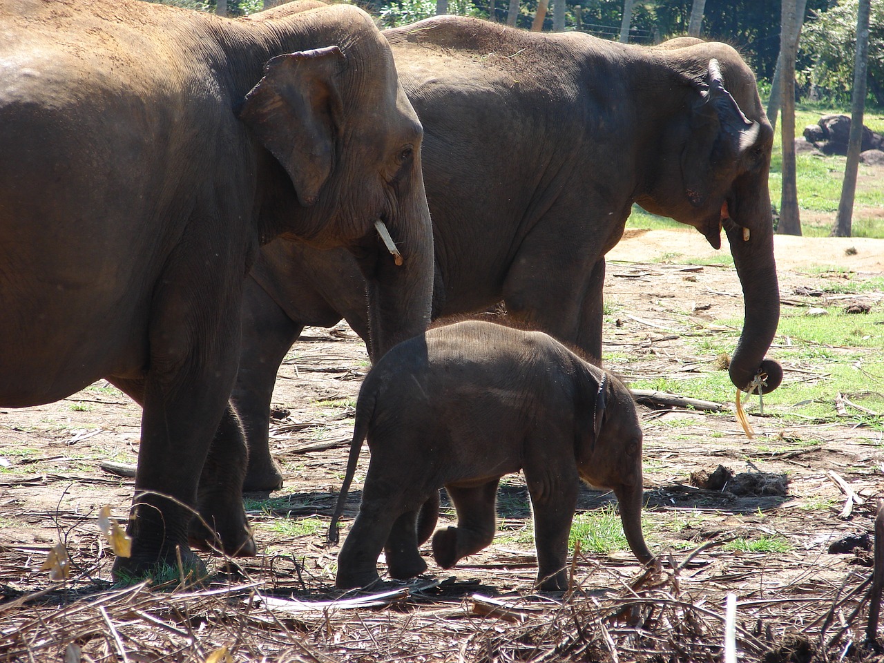 Image - elephant baby elephant wild orphan
