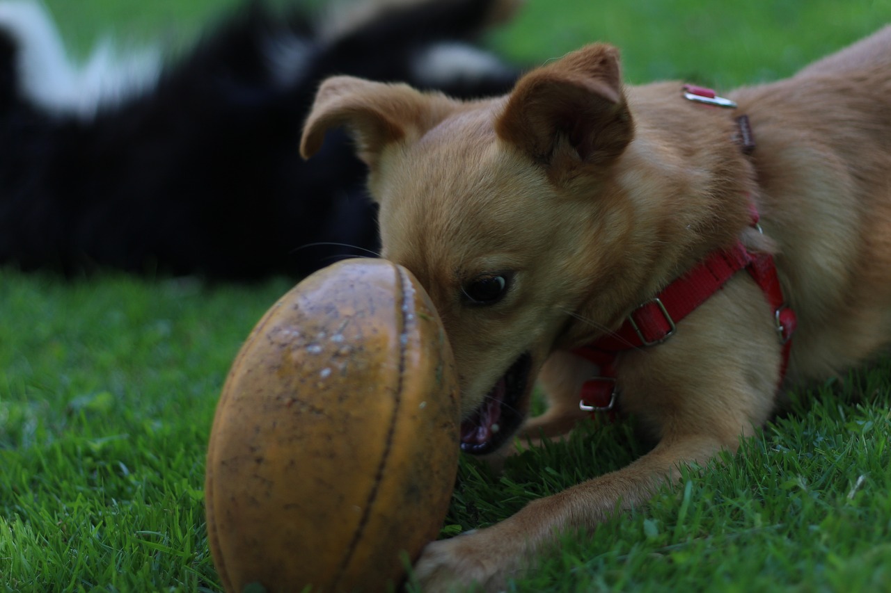 Image - dog ball happyness cute playing