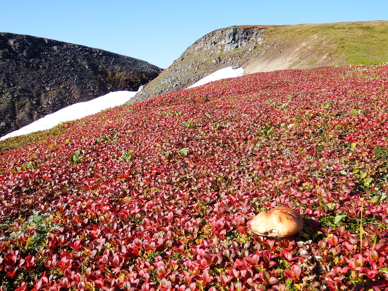 Image - mountain tundra mushrooms autumn