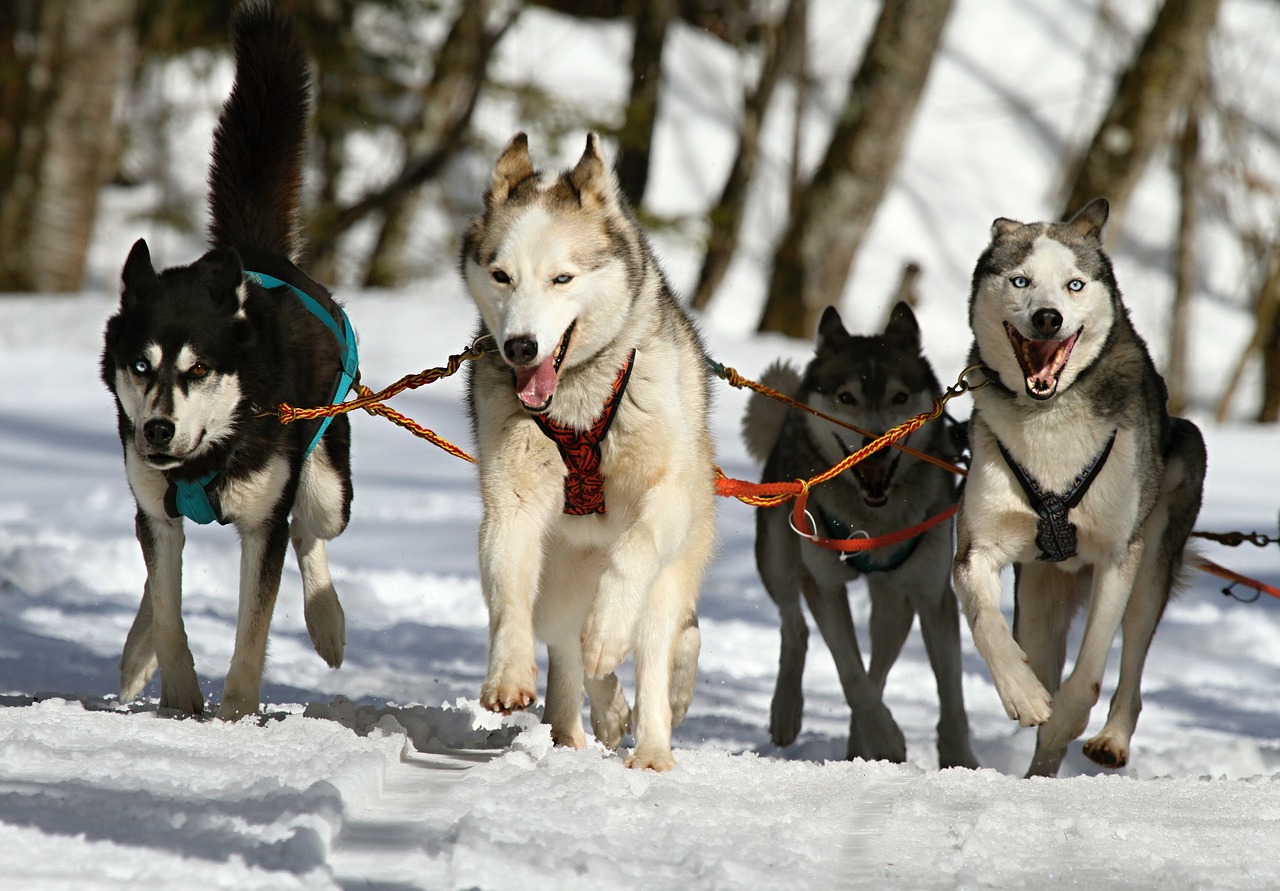 Image - huskies husky blue eye dog snow