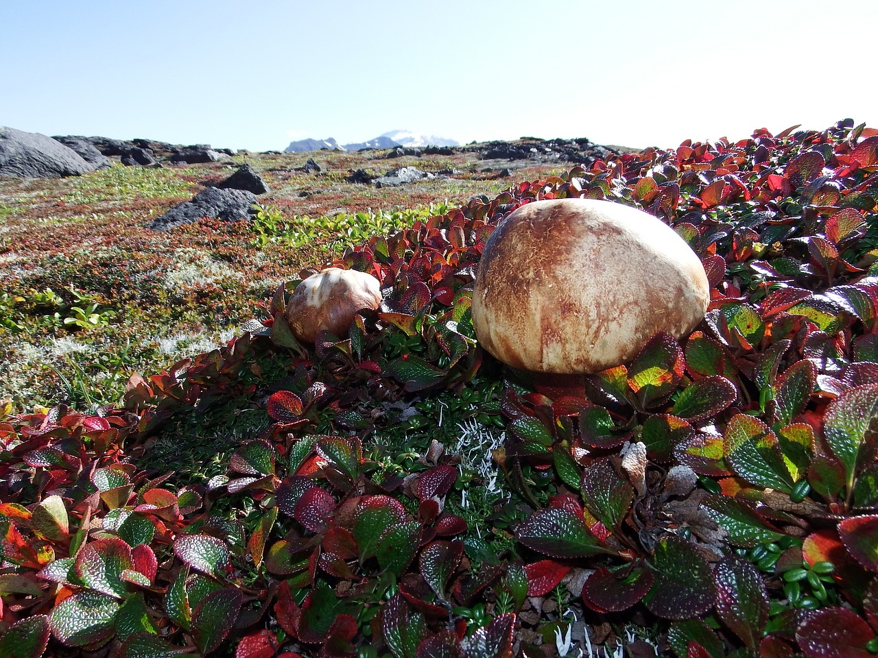 Image - mountain tundra mushrooms autumn