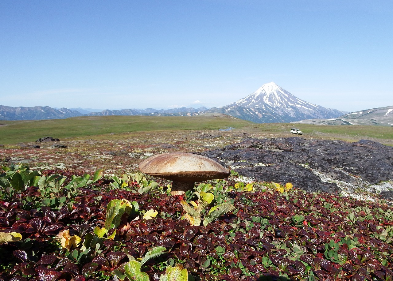 Image - mountain tundra mushrooms autumn