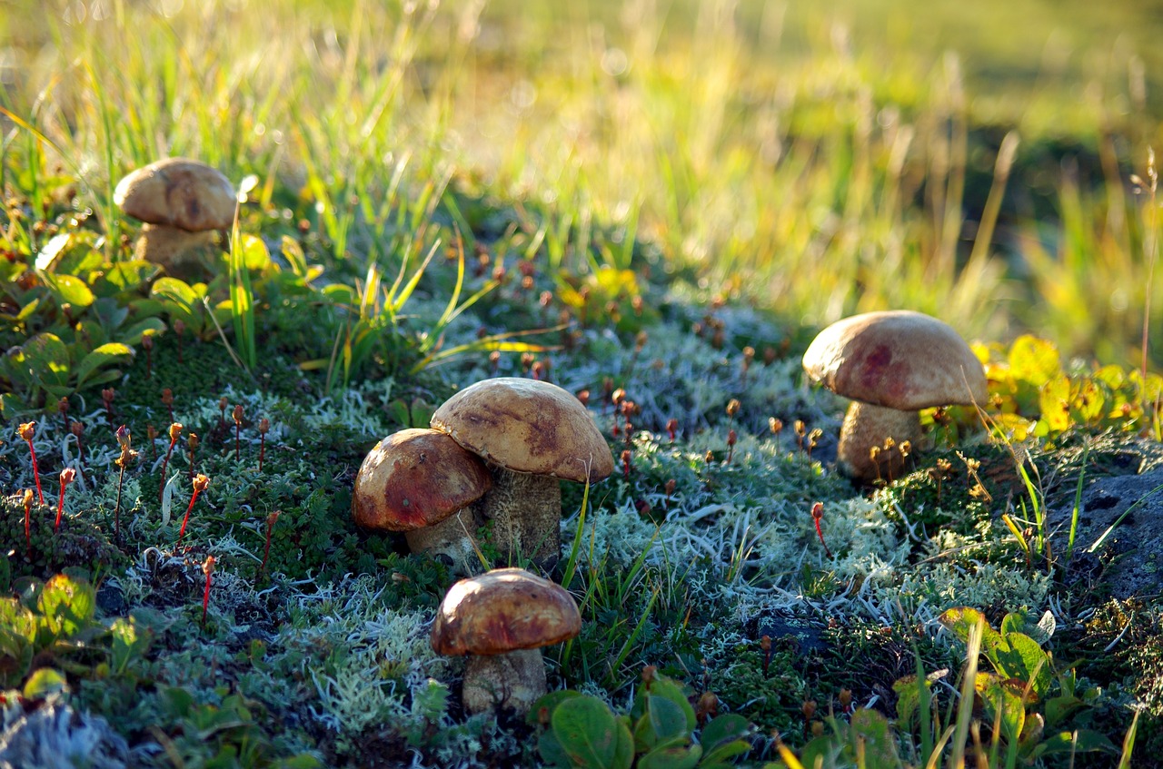 Image - mountain tundra mushrooms autumn