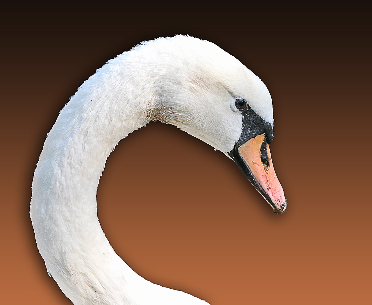 Image - swan animal shelter wild animal