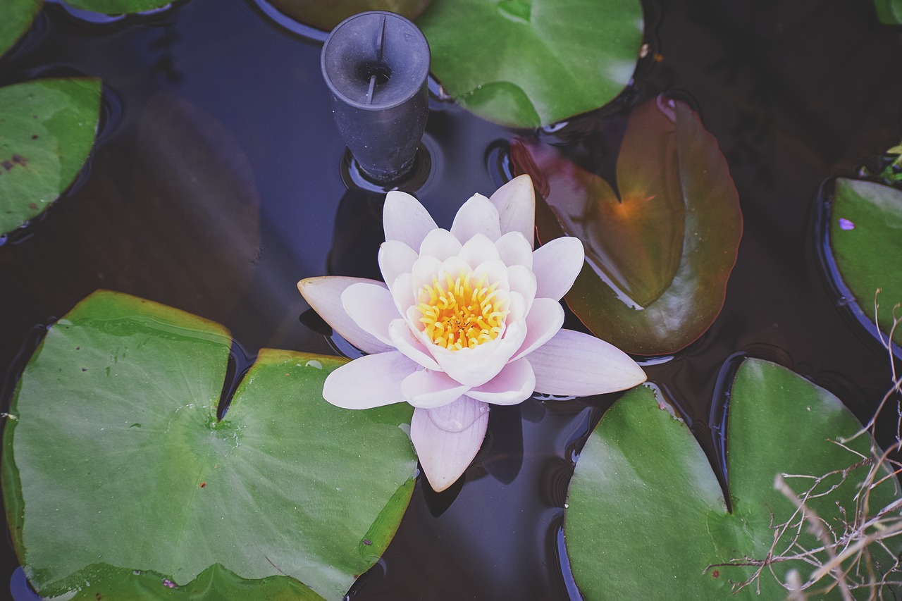 Image - lily pad lily flower water pond